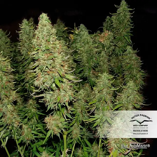 Automazar (Auto) 1 - Dutch Passion