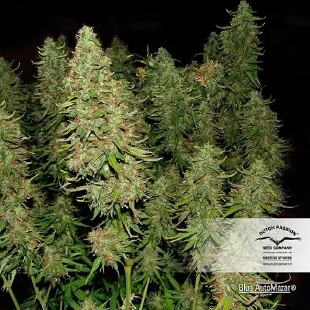 Automazar (Auto) 1 - Dutch Passion