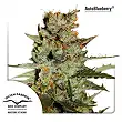 Blueberry Auto - Dutch Passion