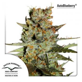 Blueberry Auto Dutch Passion