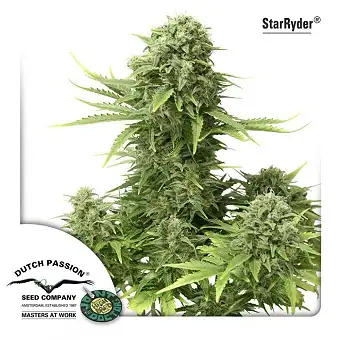 StarRyder Dutch Passion