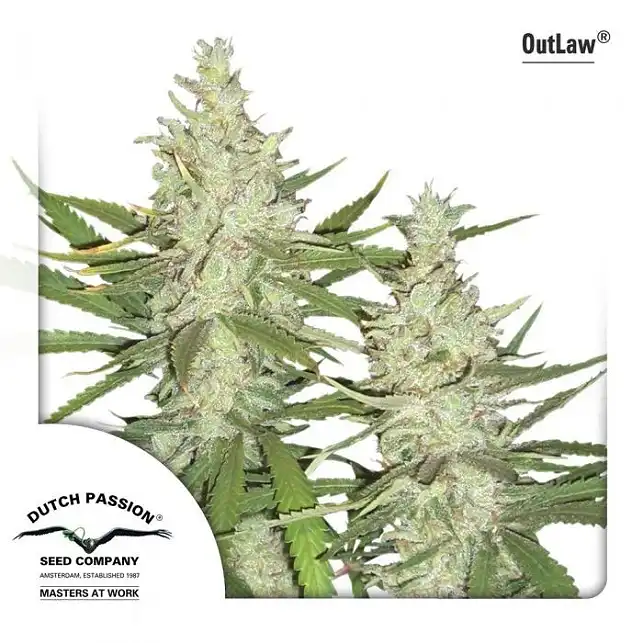 Outlaw 1 - Dutch Passion