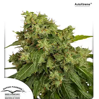 AutoXtreme - Dutch Passion