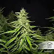 Blue AutoMazar - Dutch Passion