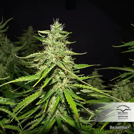 Blue AutoMazar - Dutch Passion