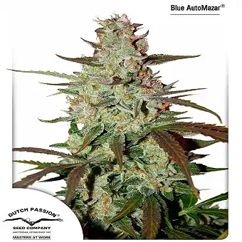 Blue AutoMazar 2 - Dutch Passion