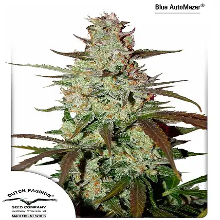 Blue AutoMazar 2 - Dutch Passion