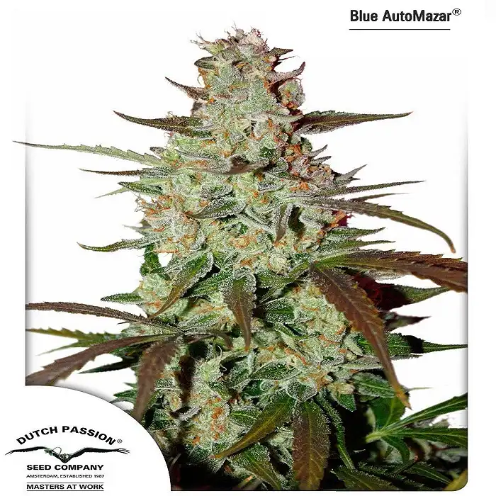 Blue AutoMazar 2 - Dutch Passion