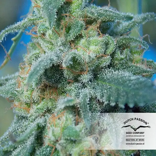 AutoWhite Widow - Dutch Passion