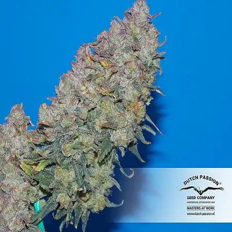 AutoWhite Widow 1 - Dutch Passion