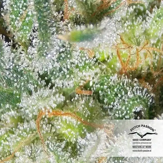 AutoWhite Widow 2 - Dutch Passion