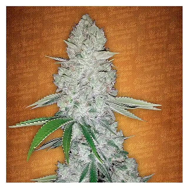 Gorilla Glue Auto - FastBuds