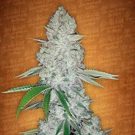 Gorilla Glue Auto - FastBuds