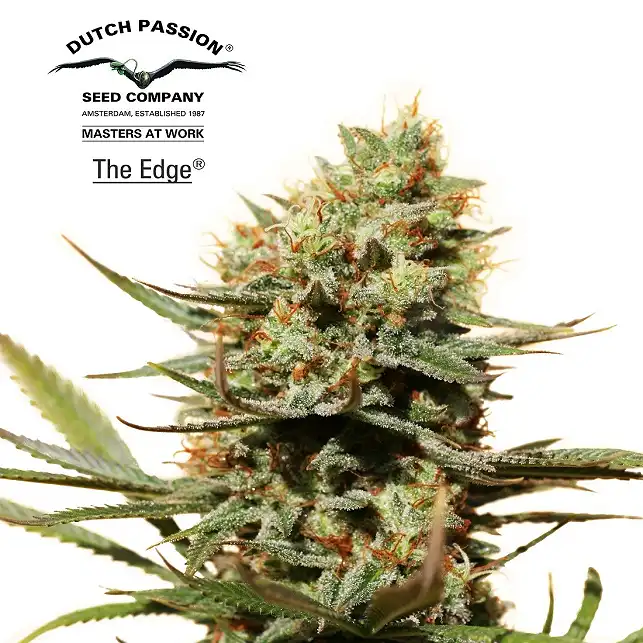 The Edge - Dutch Passion