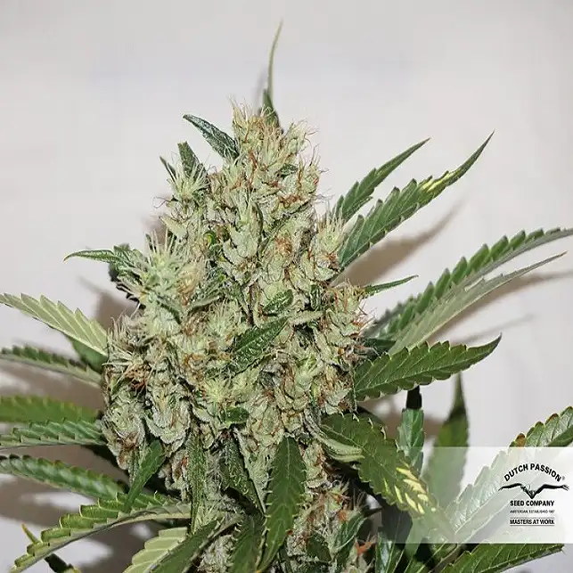 The Edge 2 - Dutch Passion