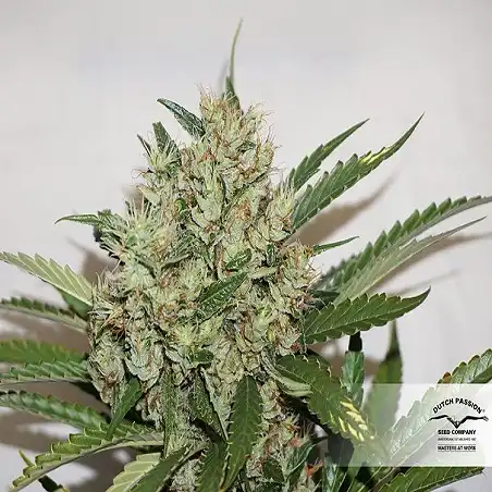 The Edge 2 - Dutch Passion