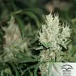 CBD Compassion - Dutch Passion CBD Compassion - Dutch Passion