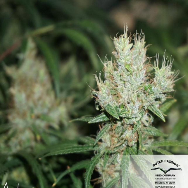CBD Compassion 2