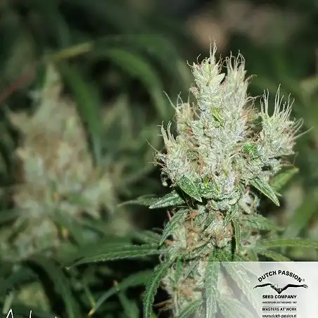 CBD Compassion - Dutch Passion