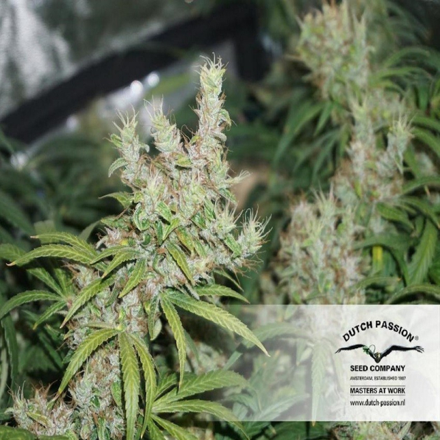 CBD Compassion 2