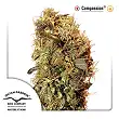 CBD Compassion 2 - Dutch Passion CBD Compassion 2 - Dutch Passion