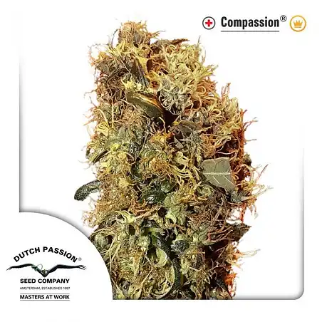 CBD Compassion 2 - Dutch Passion