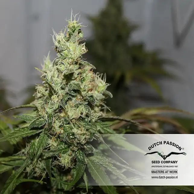 CBD Kush - Dutch Passion