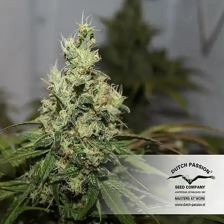 CBD Kush - Dutch Passion