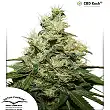 CBD Kush 3 - Dutch Passion