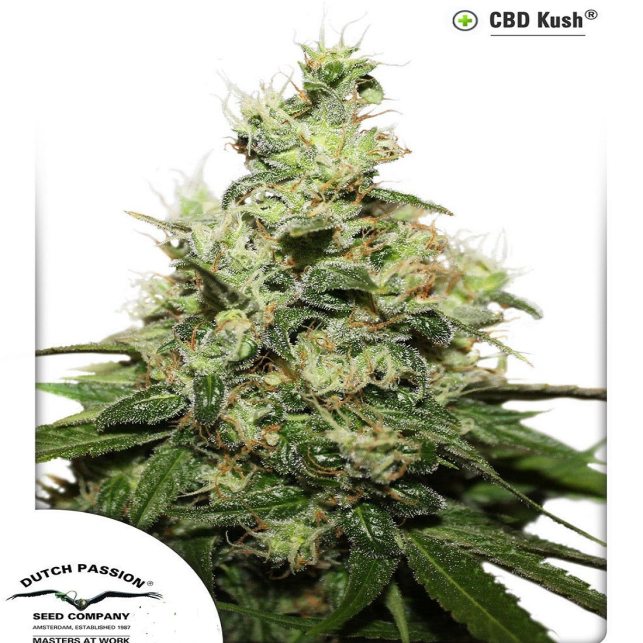 CBD Kush 3