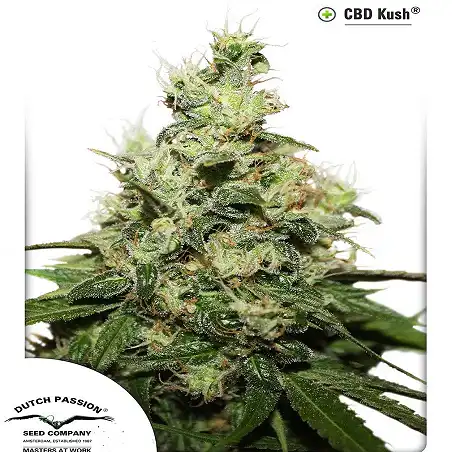 CBD Kush 3 - Dutch Passion