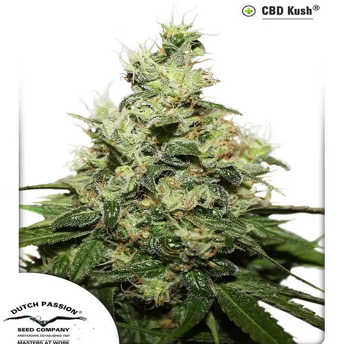 CBD Kush 3 - Dutch Passion