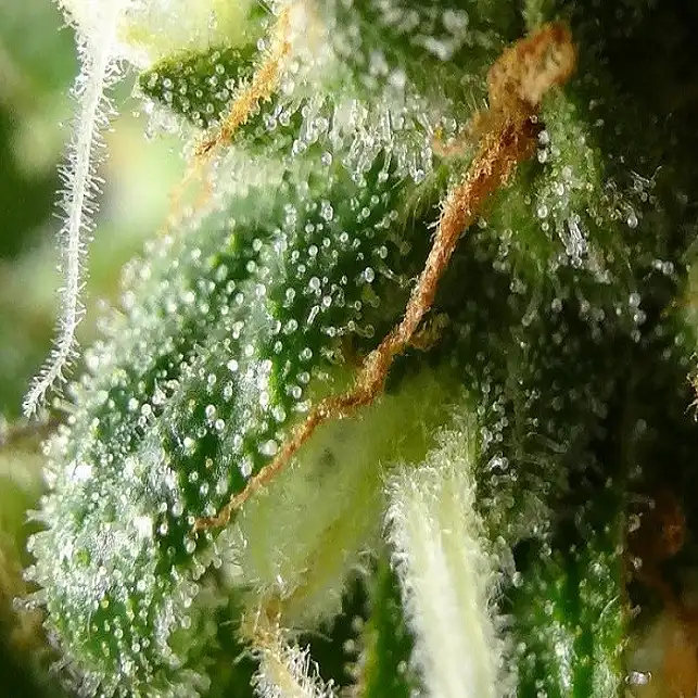 CBD Kush 1 - Dutch Passion