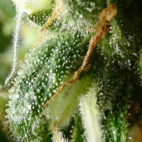 CBD Kush 1 - Dutch Passion