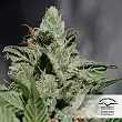 CBD Kush 2 - Dutch Passion