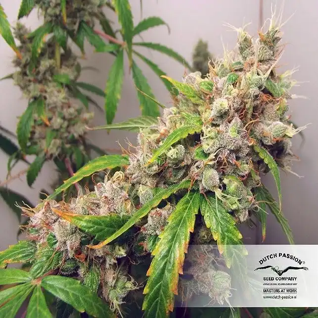 Auto Euforia - Dutch Passion