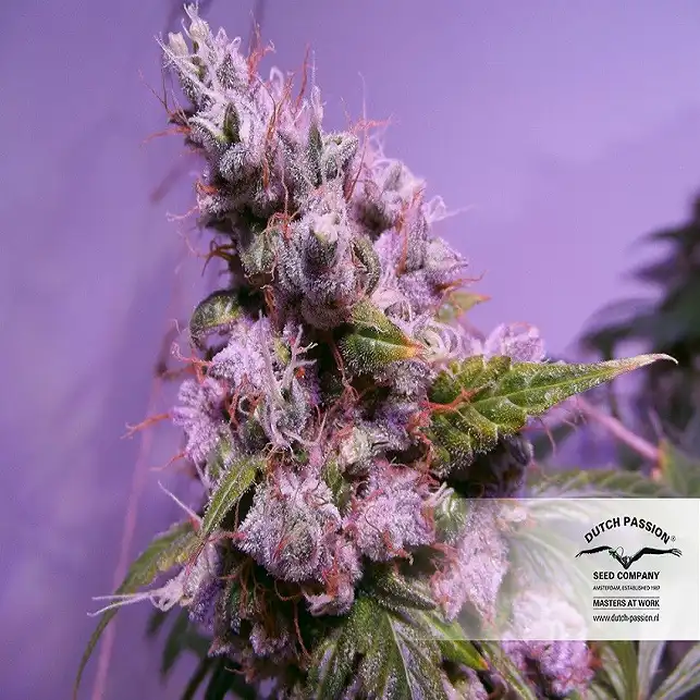 Auto Euforia 1 - Dutch Passion