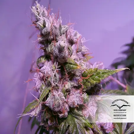 Auto Euforia 1 - Dutch Passion