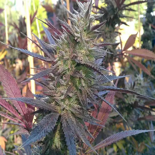 Blueberry Dutch Passion