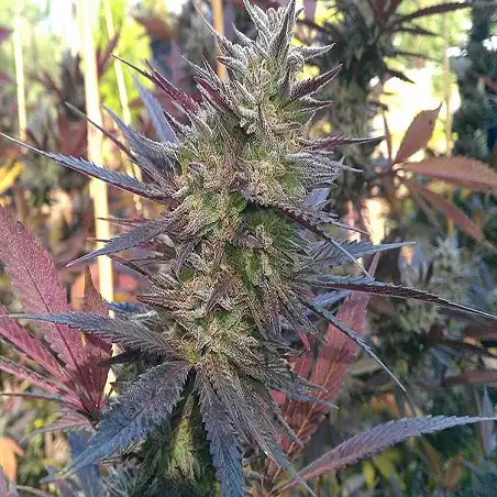 Blueberry Dutch Passion