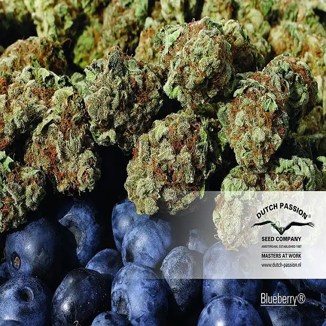 Blueberry Dutch Passion 1