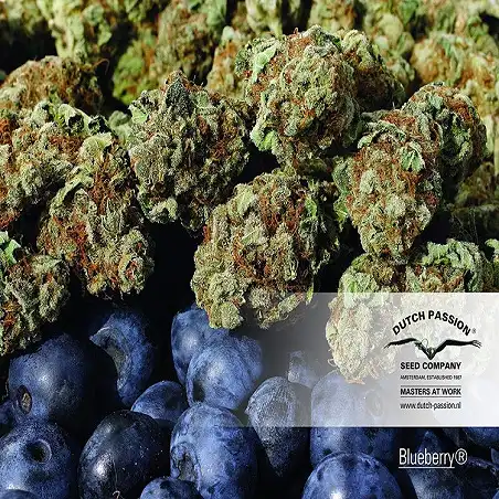 Blueberry Dutch Passion 1