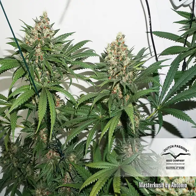 Master kush Dutch Passion 1