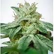 CBD Star - Ministry of Cannabis CBD Star - Ministry of Cannabis