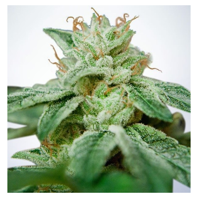 CBD Star
