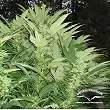 Durban Poison Dutch Passion