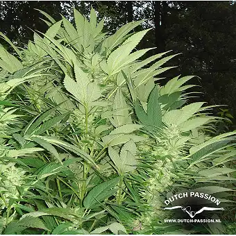 Durban Poison Dutch Passion