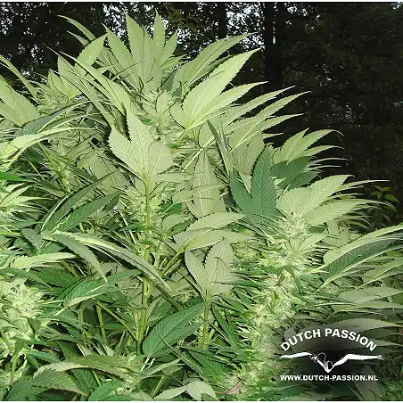 Durban Poison Dutch Passion