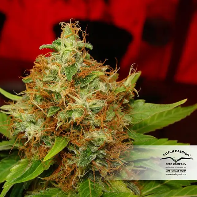 Mazar Dutch Passion 1