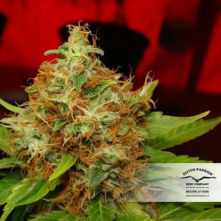 Mazar Dutch Passion 1